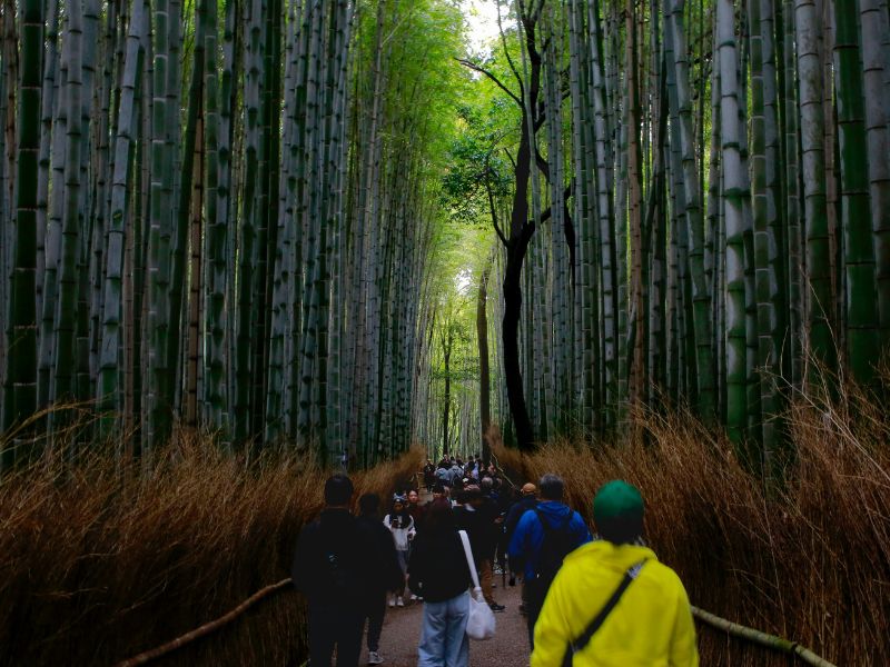 arashiyama-bamboo-forest-kyoto.jpg