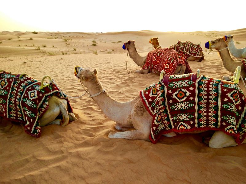 desert-safari-dubai.jpg