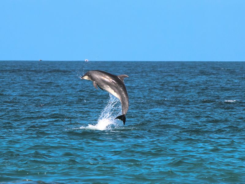 lovina-dolphin-tour.jpg