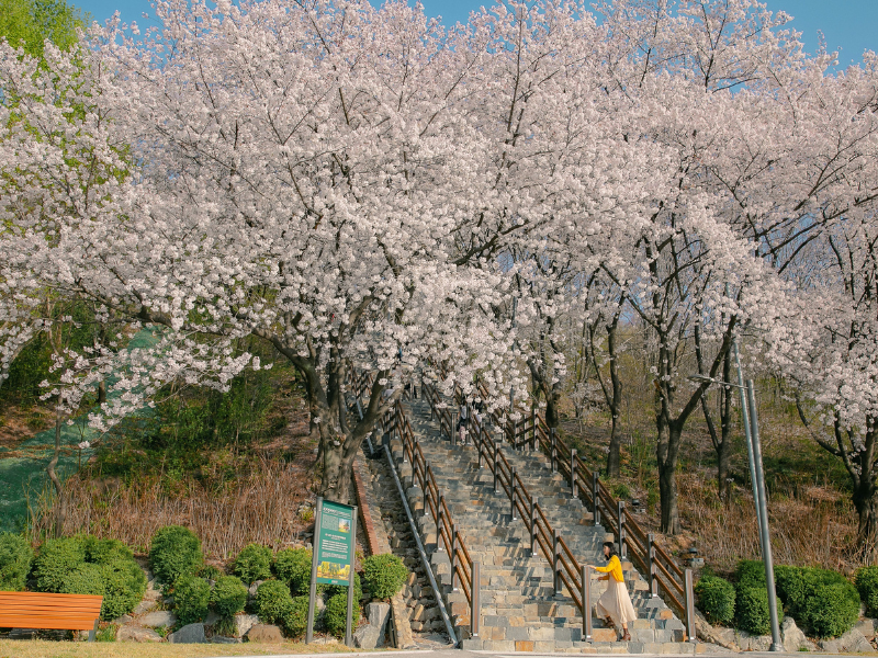 tour-jepang-sakura-2026.png