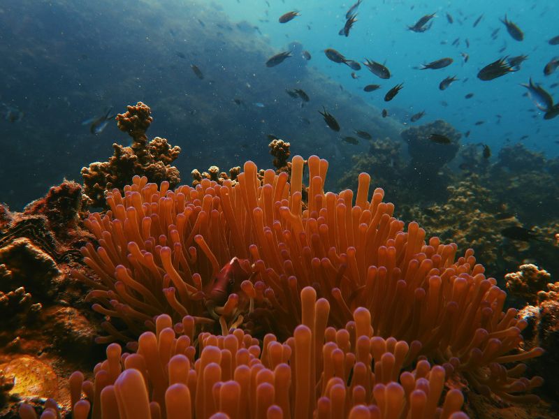 tour-thailand-koh-samui-dan-koh-tao.jpg