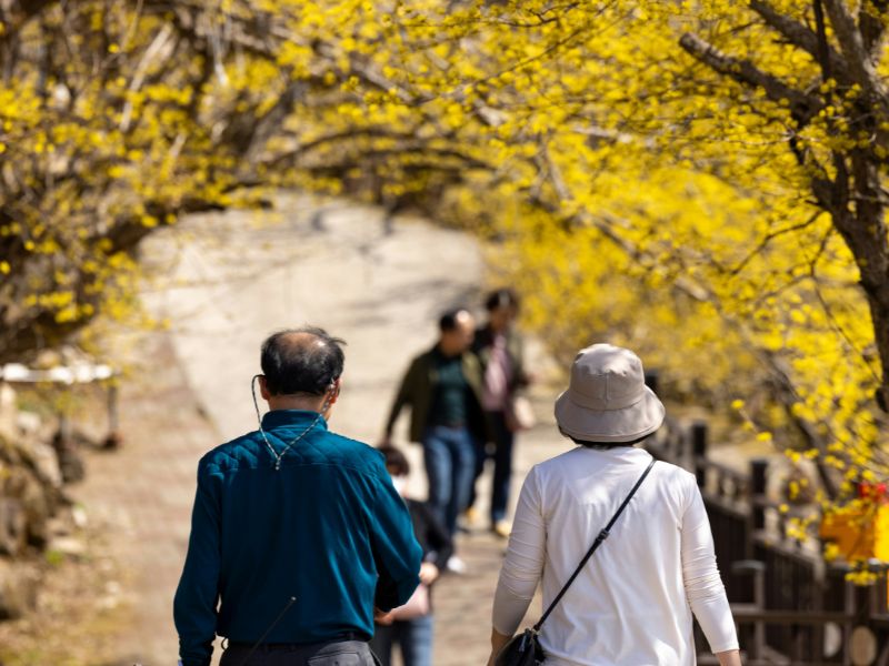 wisata-korea-untuk-lansia.jpg