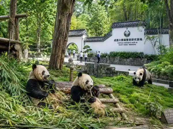 Chengdu Research Base of Giant Panda Breeding, wisata panda populer di Chengdu China