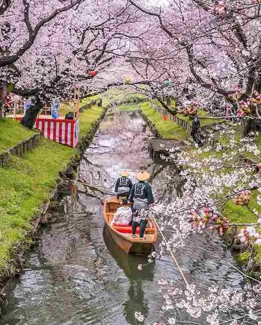 Sakura di Fushimi Jikkokubune Kyoto, destinasi populer tour Jepang saat musim semi