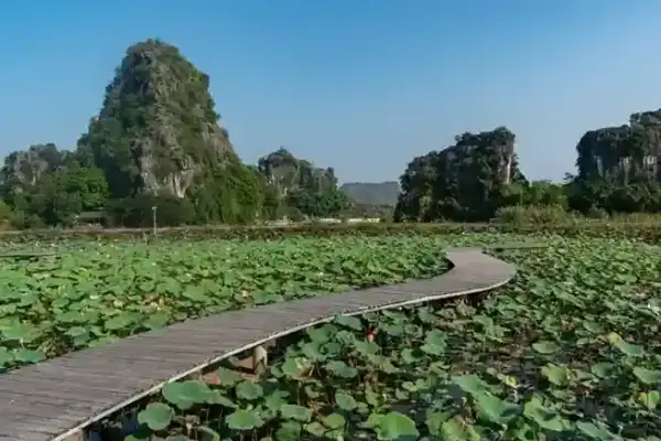 Hang Mua Lotus Pond di Ninh Binh Vietnam, jembatan kayu di tengah kolam teratai dan pegunungan karst.