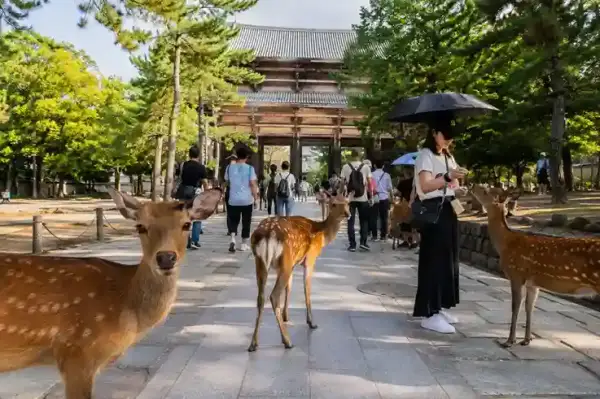 Rusa di Nara Park Jepang, destinasi populer paket tour Jepang Golden Route