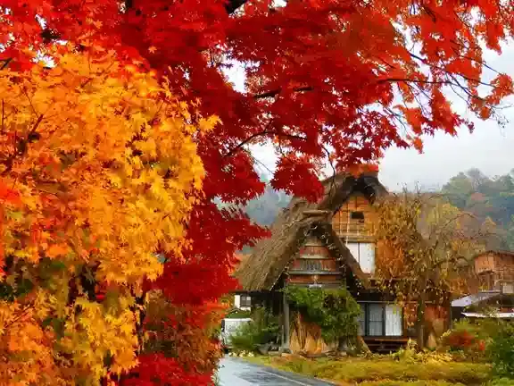 Desa tradisional Shirakawa-go di musim gugur. Destinasi favorit paket tour Jepang.