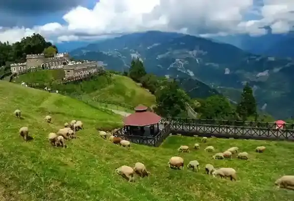 Qingjing Farm Taiwan, wisata peternakan domba dan padang rumput hijau di pegunungan Nantou.