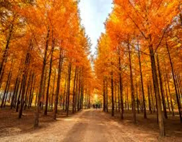 tour-korea-2026-murah