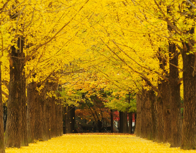 paket-tour-korea-5d-winter-korea-sonata-ski-resort-2025-by-garuda-indonesia
