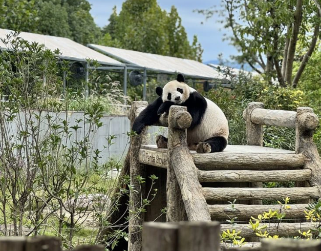 tour-china-8d-2026-school-holiday-discovery-chengdu