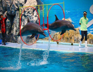 Tour Thailand 4D Bangkok Safari Marine Park