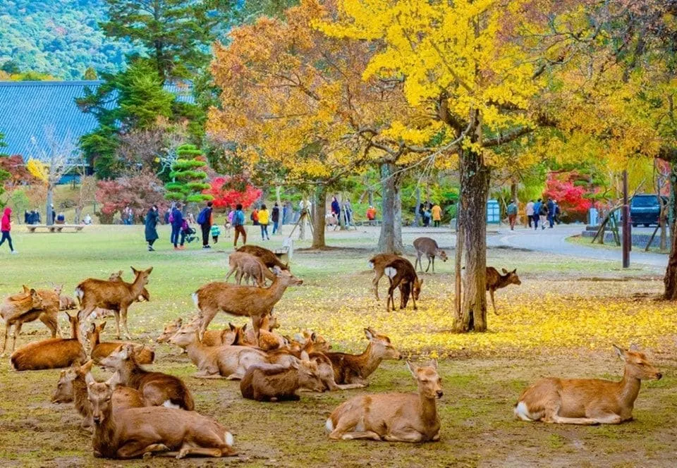6D4N Autumn Kansai Osaka Kyoto Nara Universal Studios Japan 1
