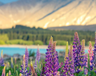 Tour 7D New Zealand Spring - Lupin By Qantas