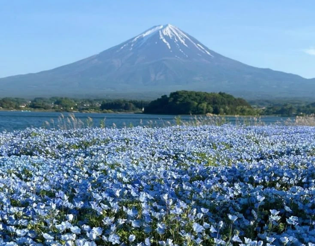 tour-japan-8d-2026-school-holiday-usj