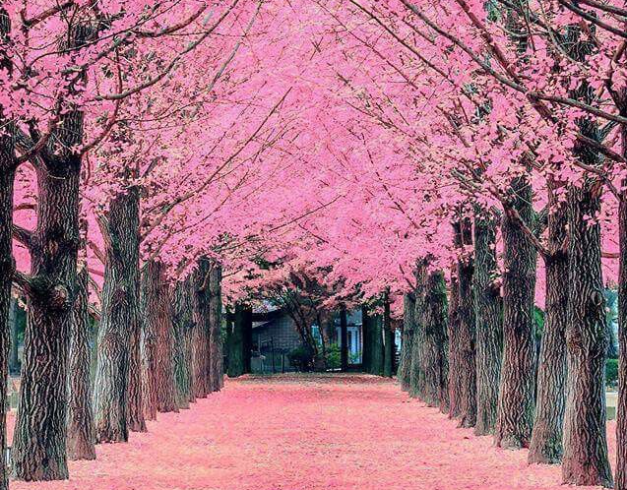 tour-korea-6d-2026-cherry-blossom-nami-island