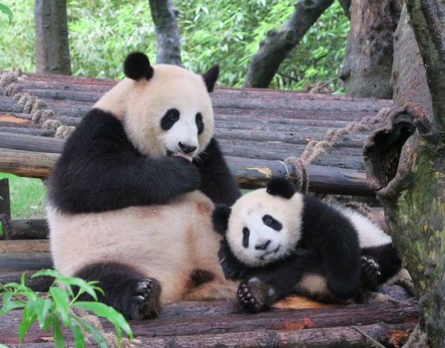 9d-chongqing-chengdu-dazu-rock-panda-valey-tour