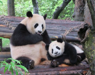 9D Chongqing Chengdu Dazu Rock & Panda Valey Tour