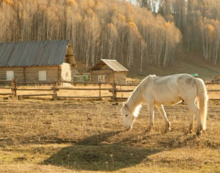 Tour China 2026 12D Northern Xinjiang Scenic Tour Kanas Hemu Village