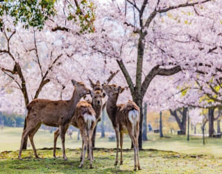 Best Deal Private 6 Can Go 4D Osaka Kyoto Nara Park