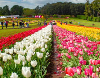 Tour China 2026 5D Best Saver Festival Tulip Chongqing