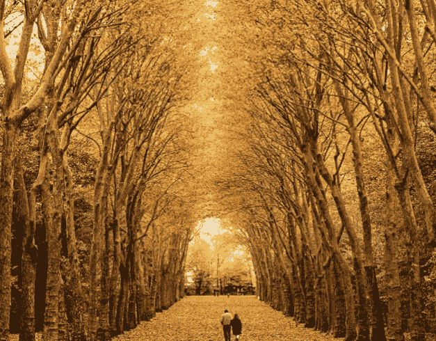 nami-island