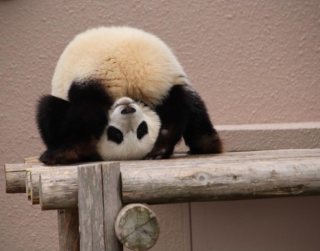 Tour China 2025 - 2026 8D Chengdu Dazu Rock & Panda Valley 