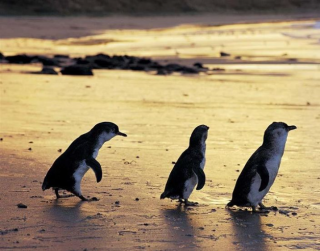 Paket Tour Australia 2026 7D Melbourne With Penguin Parade