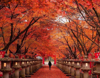 Tour Jepang 2025 7D Super Sale Autumn Japan Alpine Route