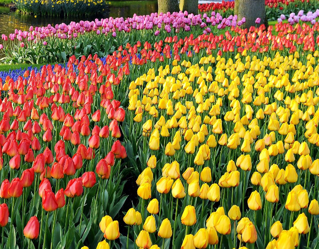 tour-west-europe-9d-2026-amazing-lebaran-kuekenhof-tulip