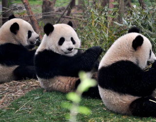 Tour China 2026 7D Best Saver Chongqing Chengdu