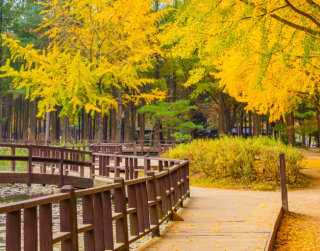 Paket Tour Korea 5D Korea Sonata + Skywalk Glass Bridge By Garuda Indonesia 2025