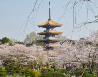 Tour Korea 2026 6D Super Promo Korea Cherry Blossom + Nami island