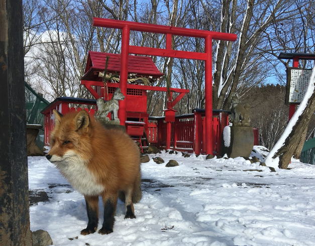 tour-japan-9d-2025-new-year-tohoku-zao-fox-village