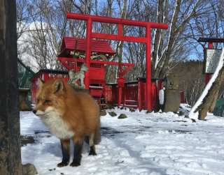 Tour Japan 9D 2025 New Year Tohoku + Zao Fox Village