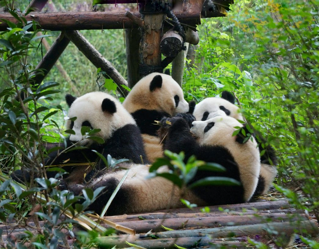 tour-china-2025-2026-8d-chengdu-chongqing-jiuzhaigou-by-bullet-train