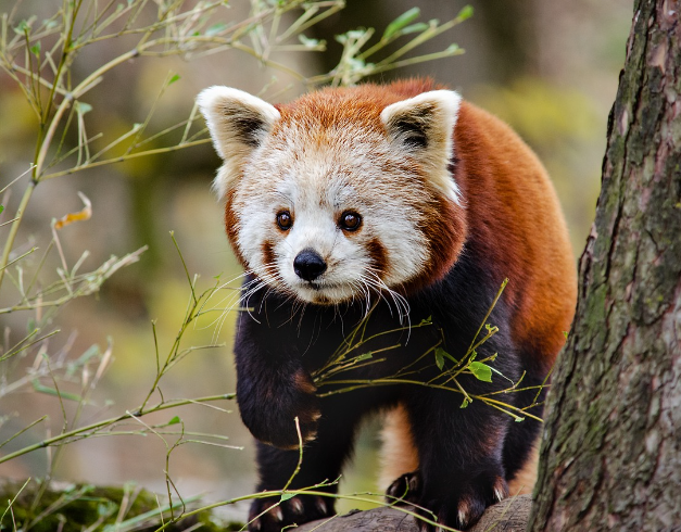 paket tour china 2025-jalan jalan murah ke china2025-promo tour murah china