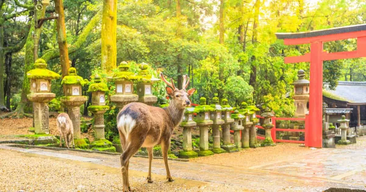 10 Kota Terseksentrik di Jepang dan Makanan Khasnya: Panduan Praktis untuk Tour Jepang 2024