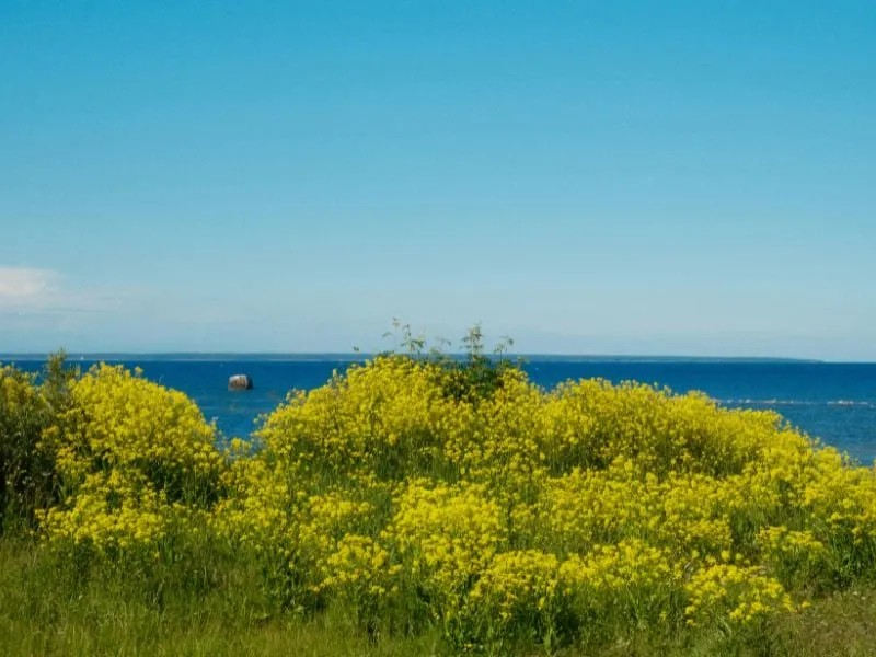 Agen Tour Jeju Island Korea Selatan - Mulai 12 Juta