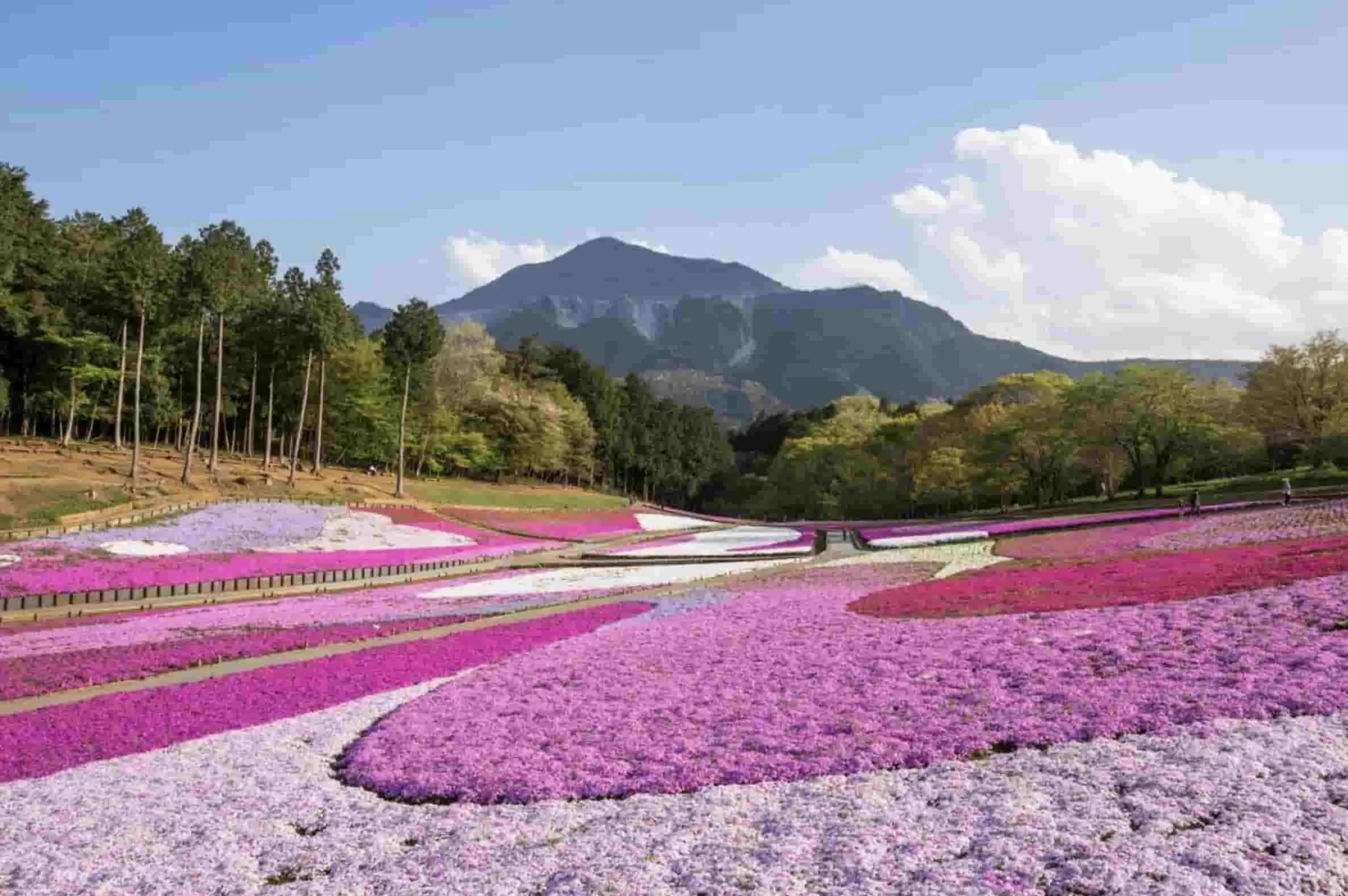 Biaya Tour Ke Jepang 2023: Taman Terindah Di Jepang, Terkenal dan Memukau!