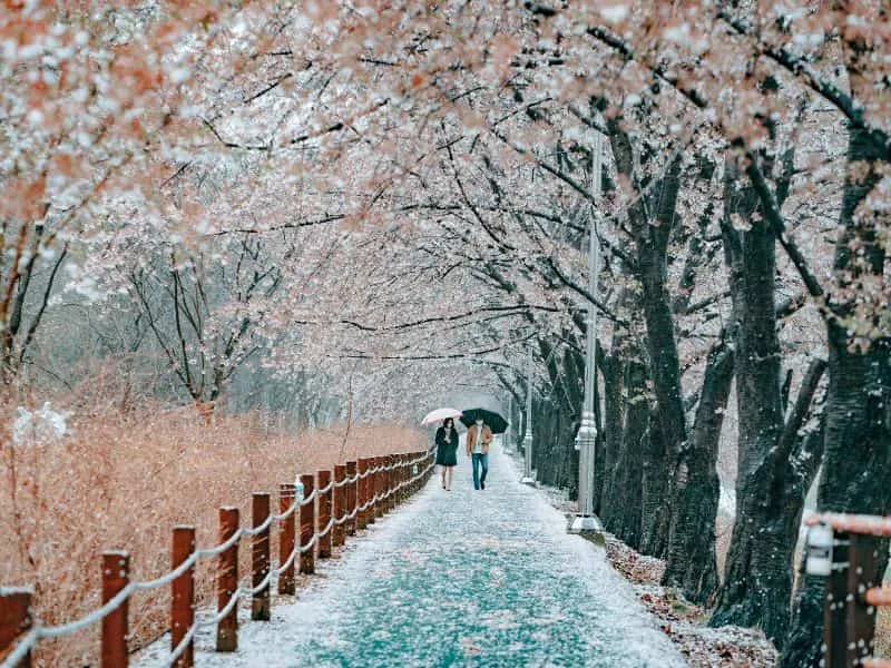 Biaya Tour Korea 6 Hari Jelas | Mulai 7 Juta!