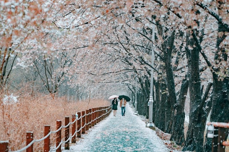 biaya-tour-korea-6-hari_large.jpg