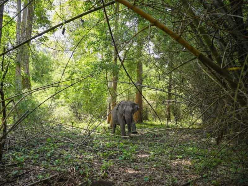 Cat Tien National Park, Tour Vietnam Seru Mulai 7 Jutaan!