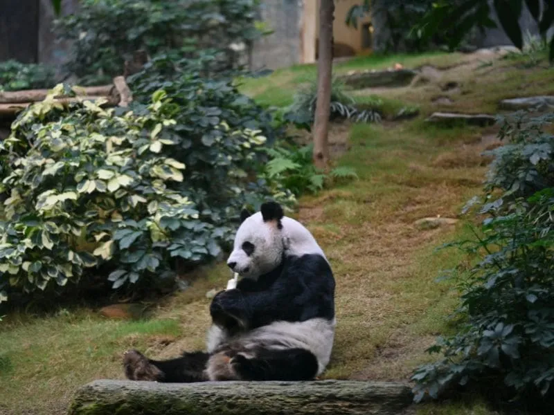Chengdu Travel and Tour, Cek Itinerary-nya Disini!