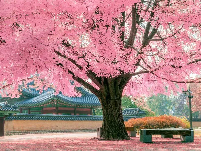 Cherry Blossom Korea 2025 Forecast: Mulai 10 Jutaan!