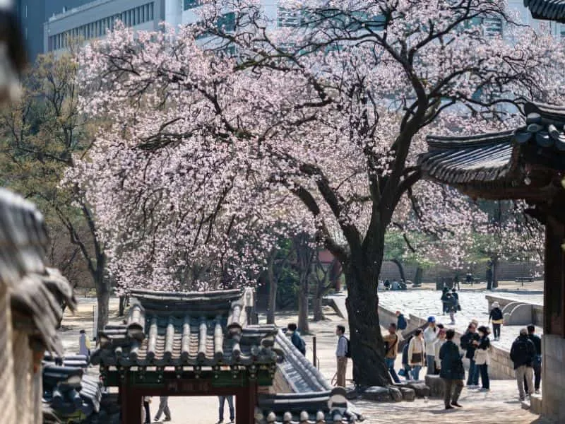 7 Destinasi Populer Cherry Blossom Seoul