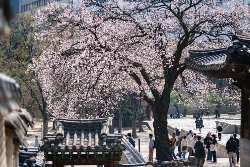 cherry-blossom-seoul-tour_large.jpg