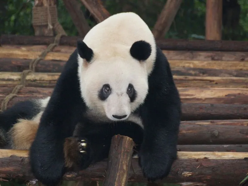 China Tour Beijing Shanghai Chengdu 2025 – Mulai 12 Jutaan!