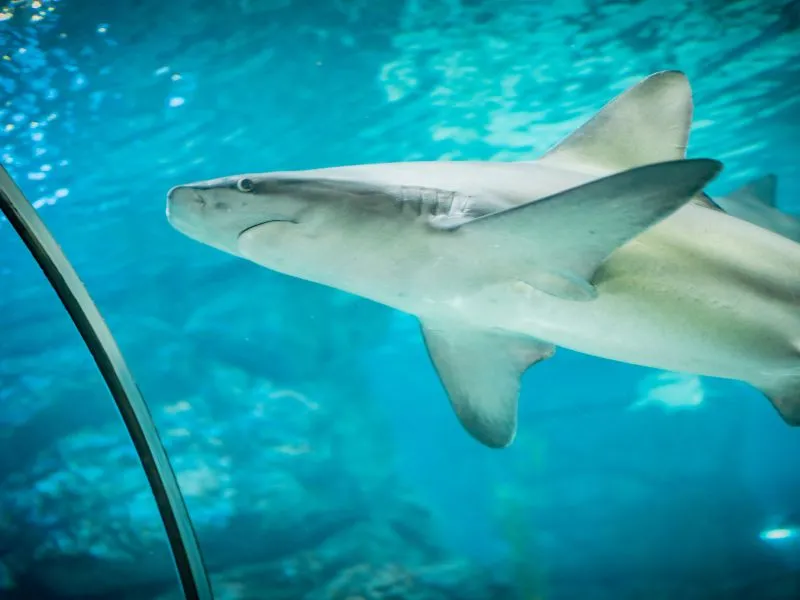 COEX Aquarium Seoul: Destinasi Bawah Laut Wajib di Korea!
