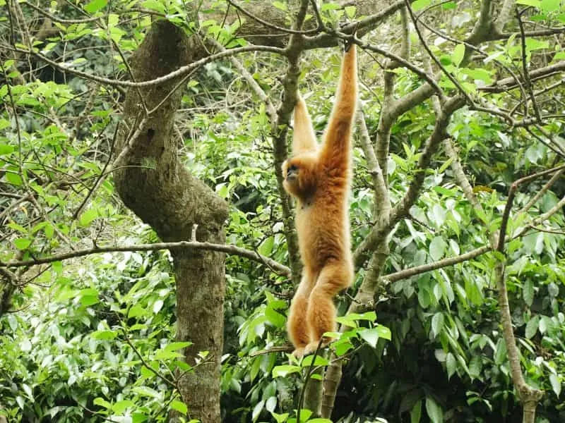 Serunya Tour Vietnam ke Cuc Phuong National Park